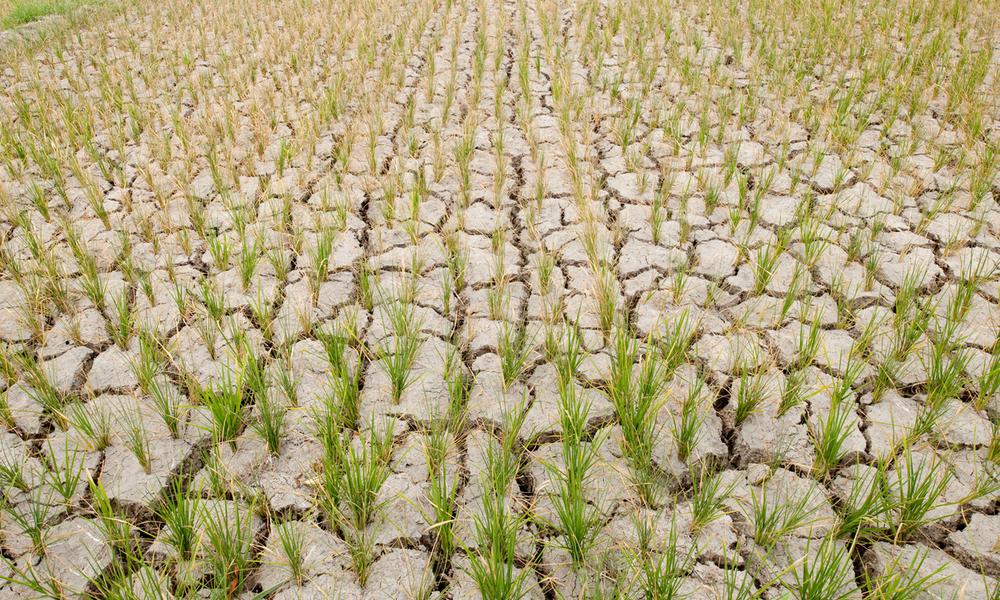 Rice field with fresh young rice plant which should be filled with water but now cracked from dought. Mindoro, Philippines 