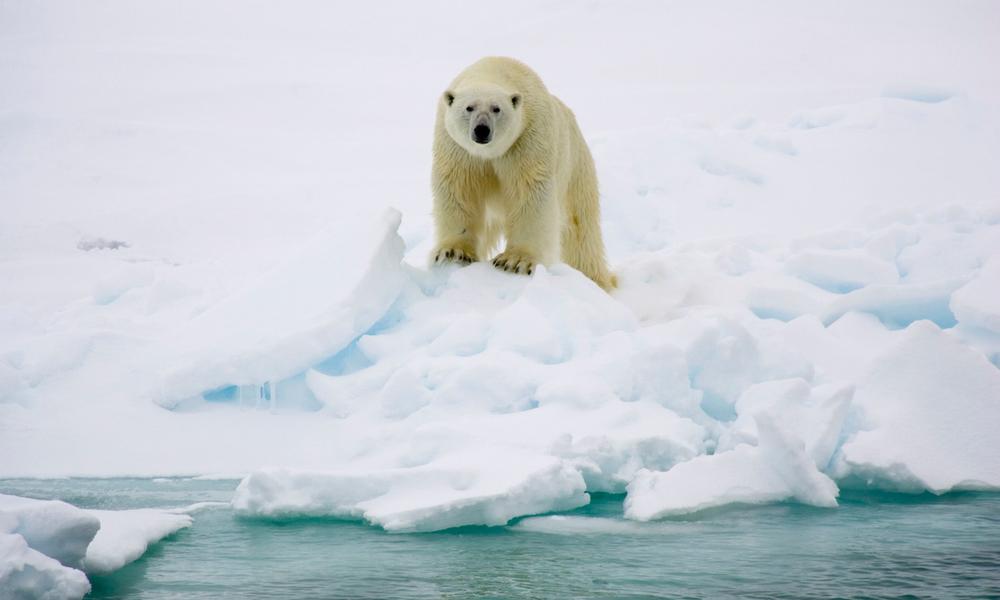 Polar bear (Ursus maritimus)