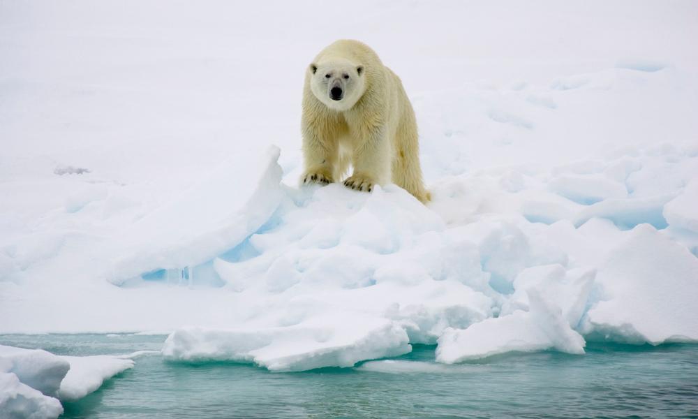 Polar Bear A Powerful Predator On Ice WWF Polar Bear A Powerful Predator On Ice WWF