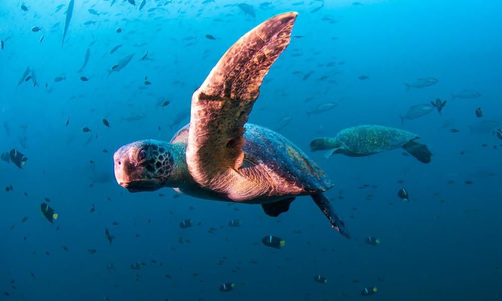 Sea turtle, Diving in Daphne Menor, Santa Cruz Island, Galapagos, Ecuador