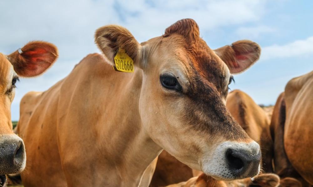Dairy cows