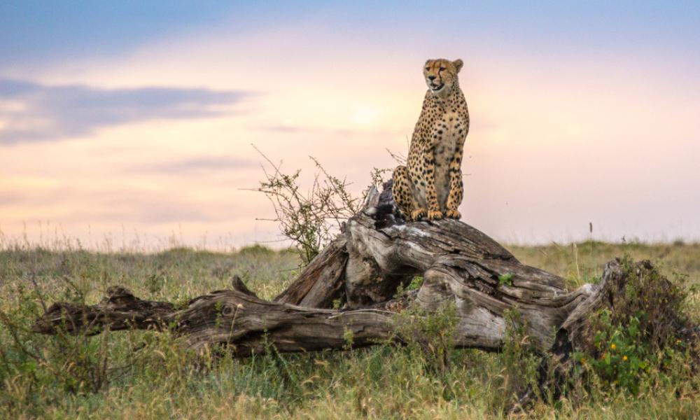 Cheetah (Acinonyx jubatus) in the Namiri Plains of the Serengeti, Tanzania