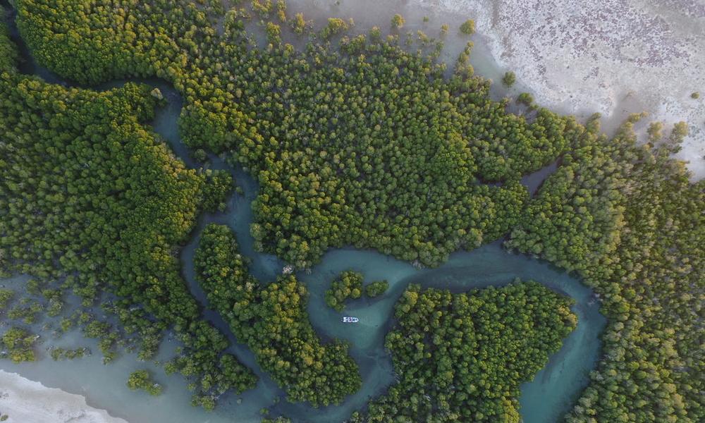 Mangroves between Anakao and Androka in the Mahafaly land