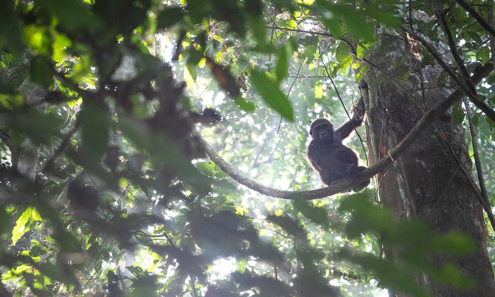 Western lowland gorilla, Dzanga-Sangha Special Reserve, Central African 