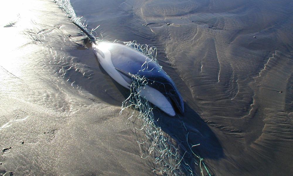 hector's dolphin caught in a fishing net