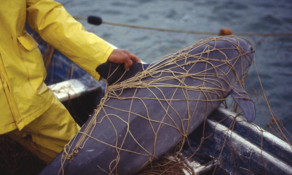 Vaquita (Phocoena sinus) killed in gill net 