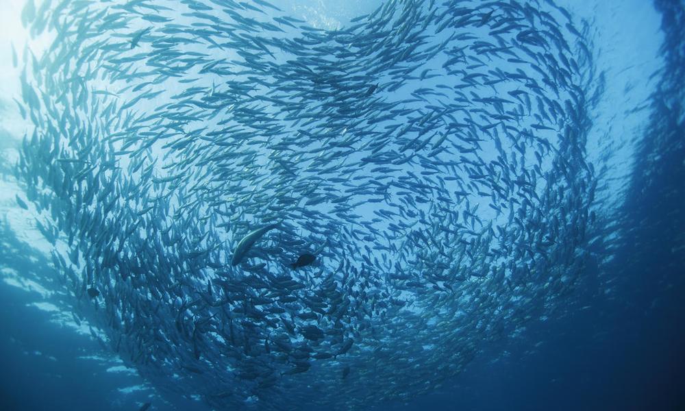 Black Jack (Caranx lugubris), large school or bait ball over the Liberty Wreck in Tulamben, Bali.