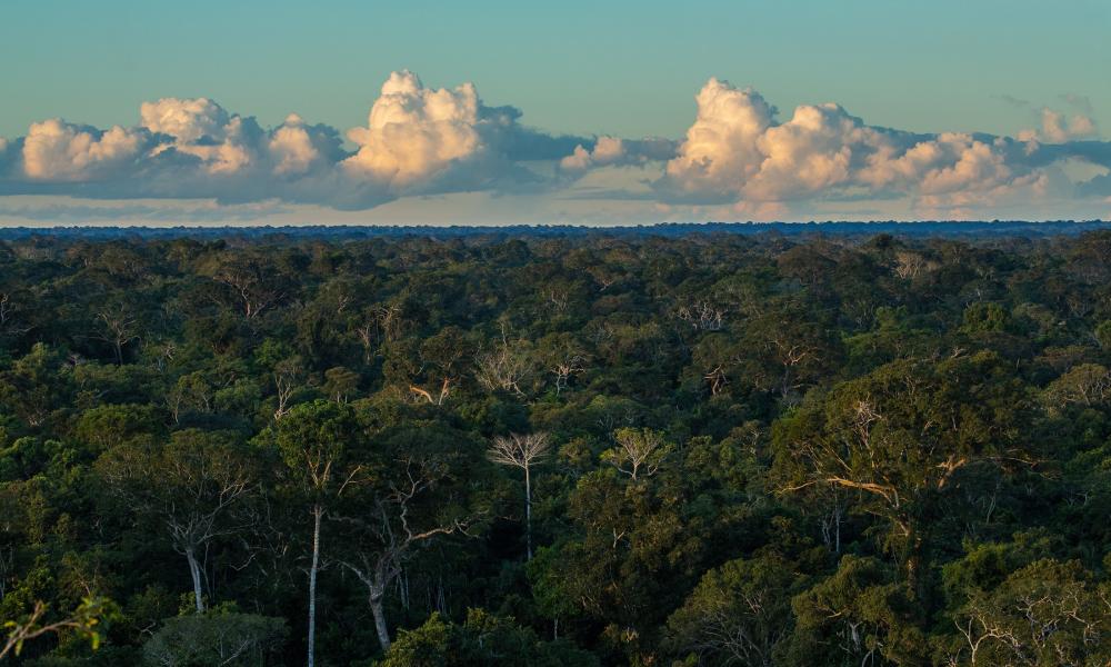 The rainforest canopy at sunset. Tambopata National Reserve in the Peruvian Amazon Basin. Peru.