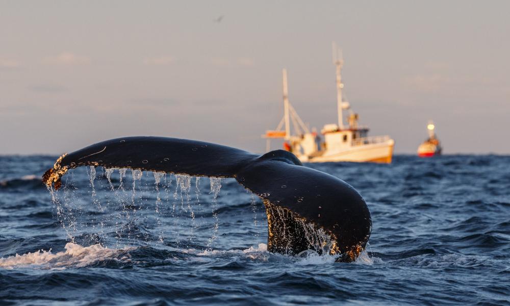 Humpback whale (Megaptera novaeangliae) fluke with fishing boats in background