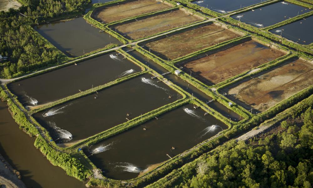 Shrimp ponds carved out of mangrove forest in the Sarawak Mangrove Reserve area, Sarawak, Borneo, Malaysia