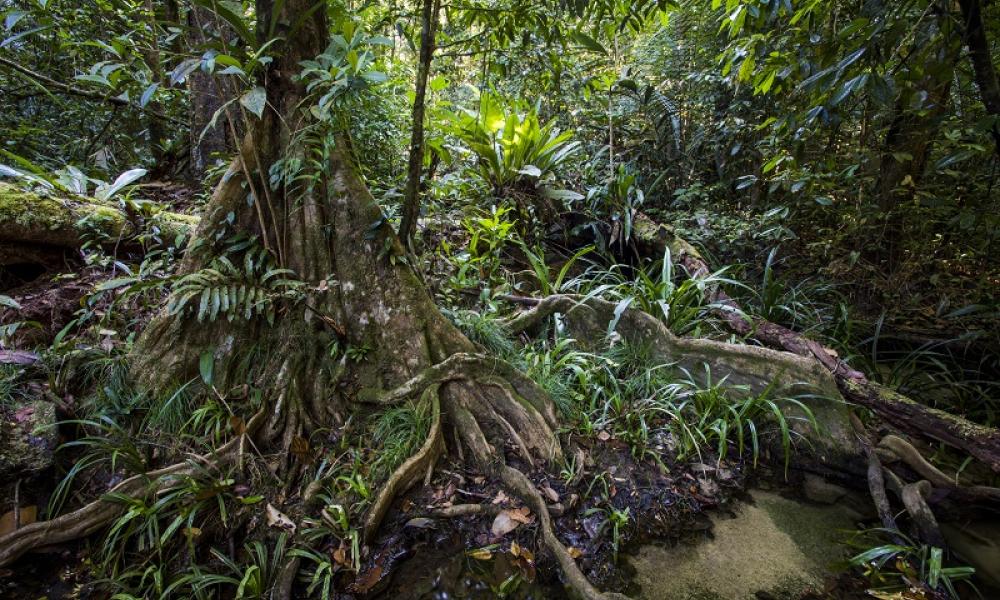 Forest ambiance in the Nouragues Natural Reserve, French Guiana