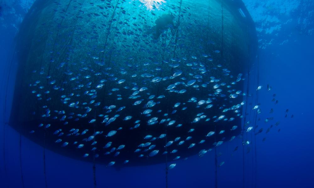 Fish farming, aquaculture nets.