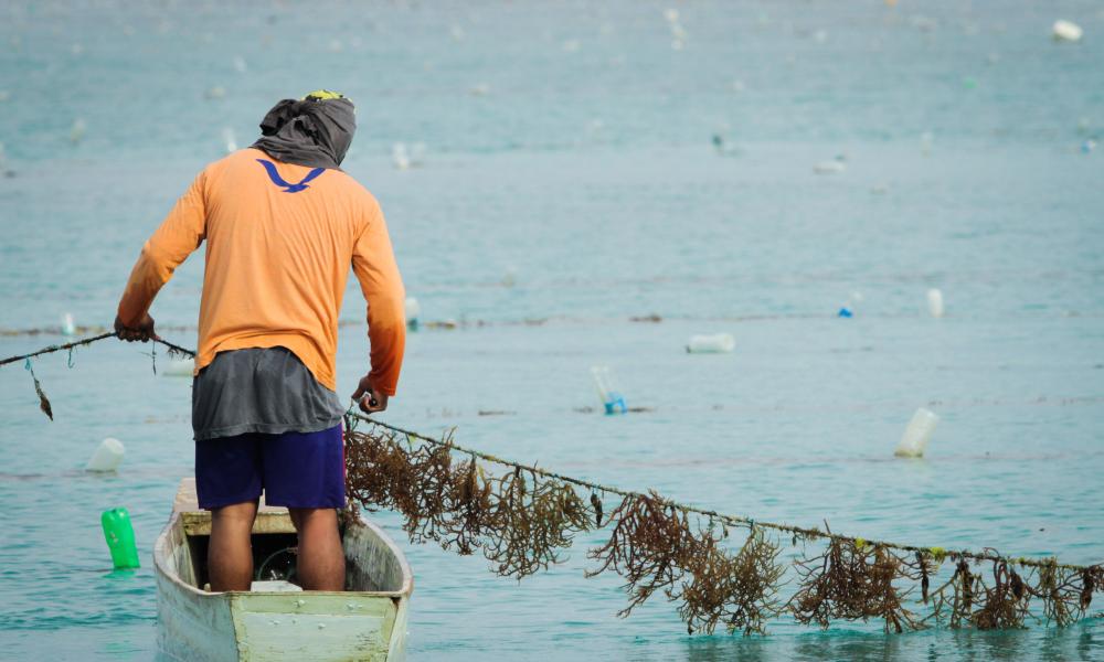 Seaweed Farming at Semporna, Sabah, Malaysia