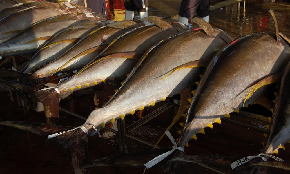  Tons of yellowfin tuna are offloaded in General Santos City's tuna port daily. General Santos City, Philippines.