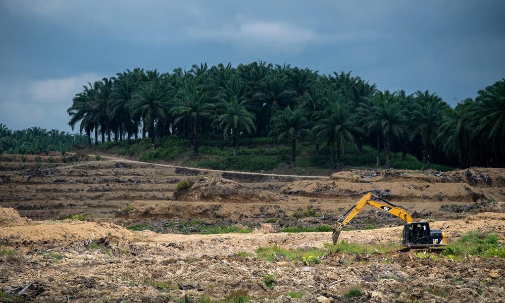 A digger ploughs deforested land on an oil palm plantation in Sabah, Borneo