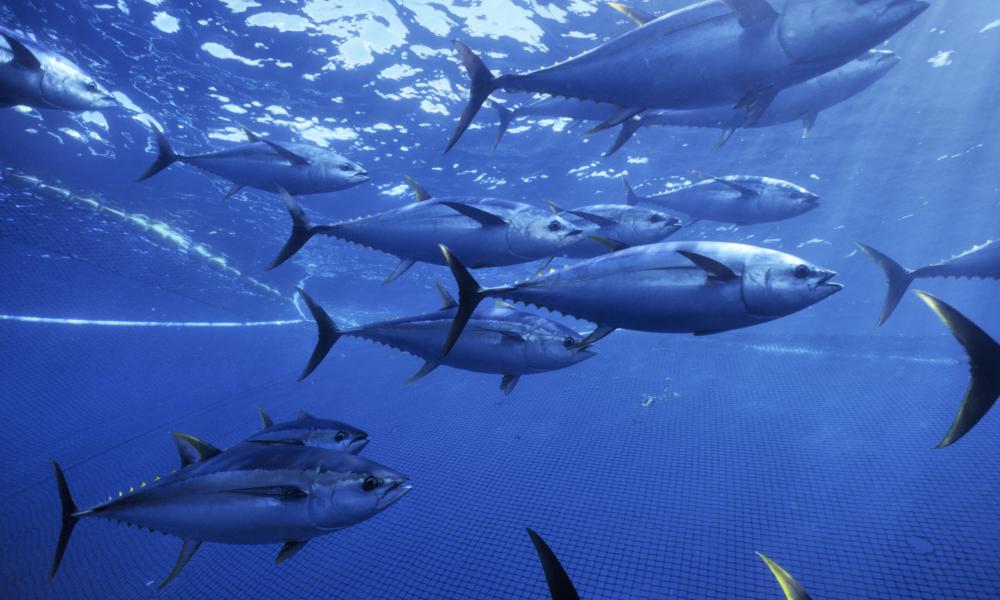 Yellowfin tuna in purse seiner net