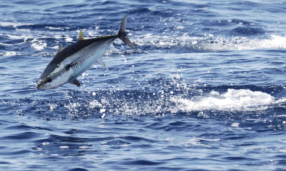 Atlantic bluefin tuna (Thunnus thynnus) feeding in the Mediterranean Sea