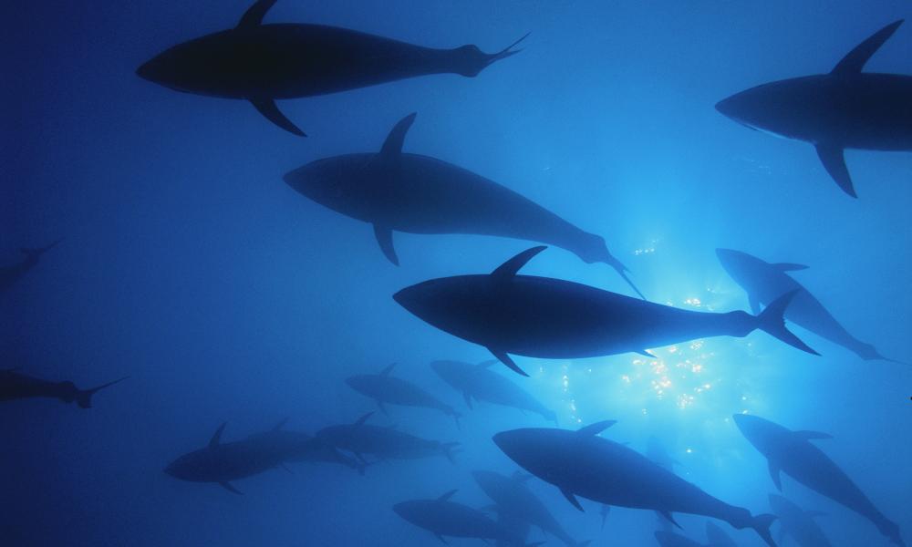 Northern bluefin tuna (Thunnus thynnus) swim inside a 'Mattanza' net (ancient fishing practice and ritual), off the island of San Pietro, Italy.