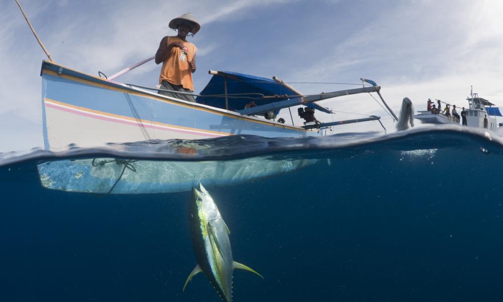 Small outrigger boat with fisherman pulling up a newly caught yellowfin tuna by hook and line.