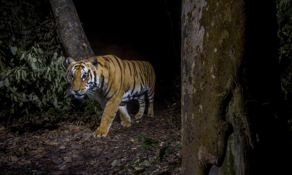  A tiger in Bardia National Park, Nepal. Image made with a camera trap.