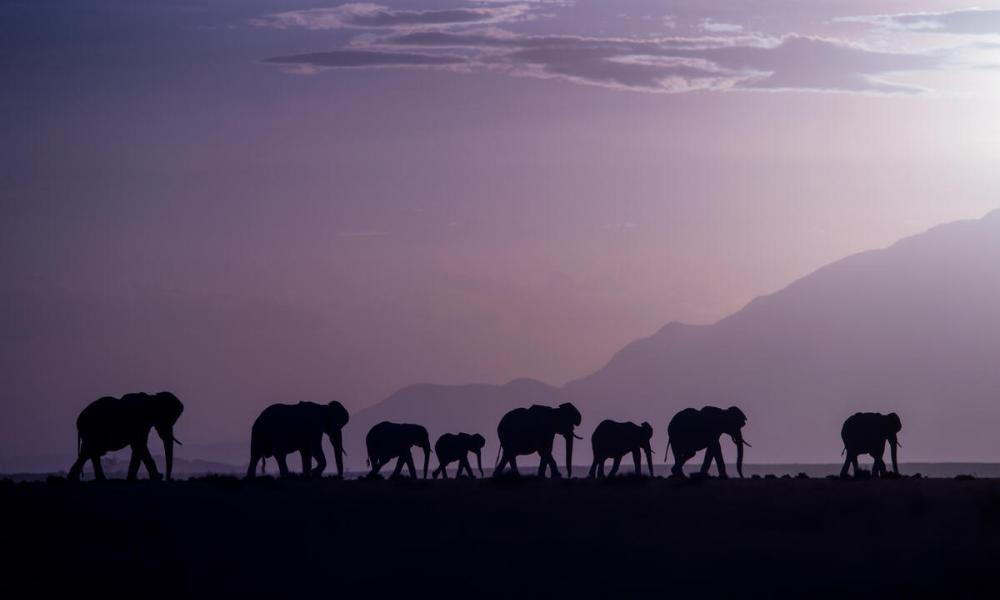 A herd of elephants