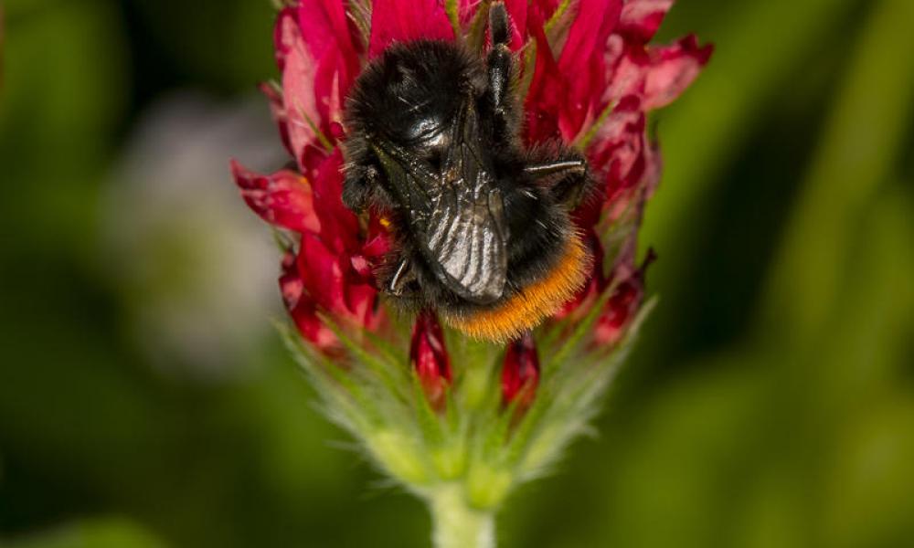 A red-tailed bumblebee (Bombus lapidarius)