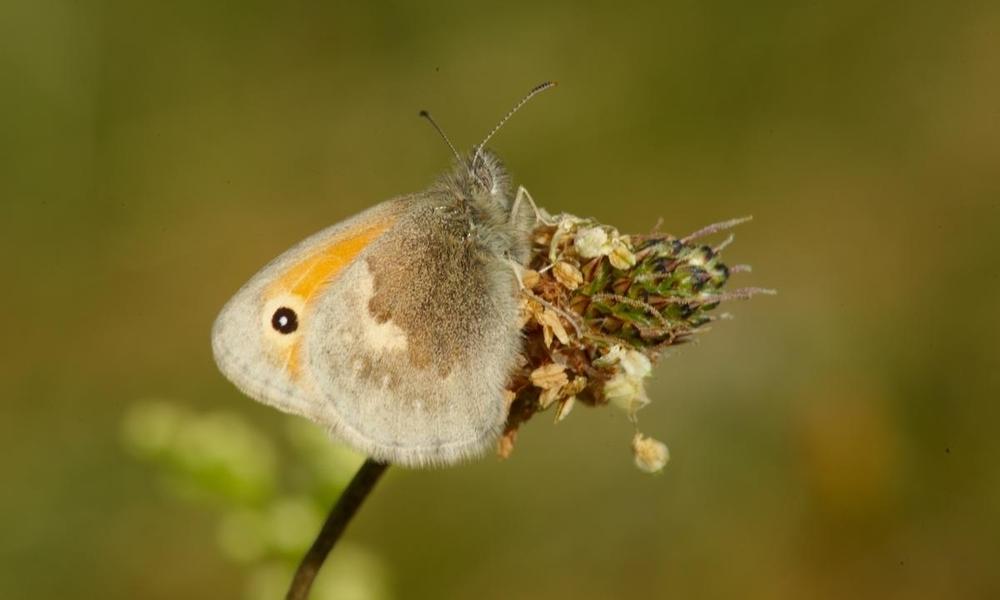 Small heath (Coenonympha pamphilus) resting on a ribwort plantain