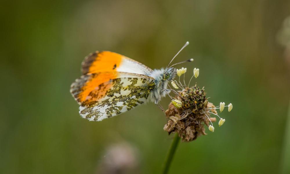 Orange-tip