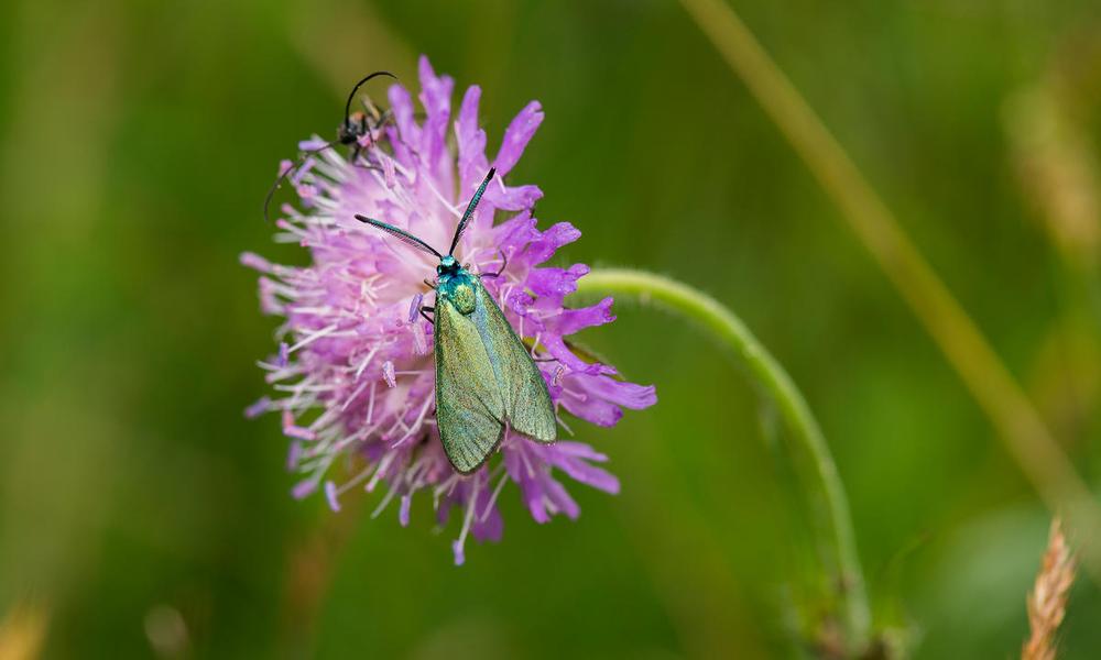A green forester (Adscita statices)on a field scabious (Knautia arvensis).