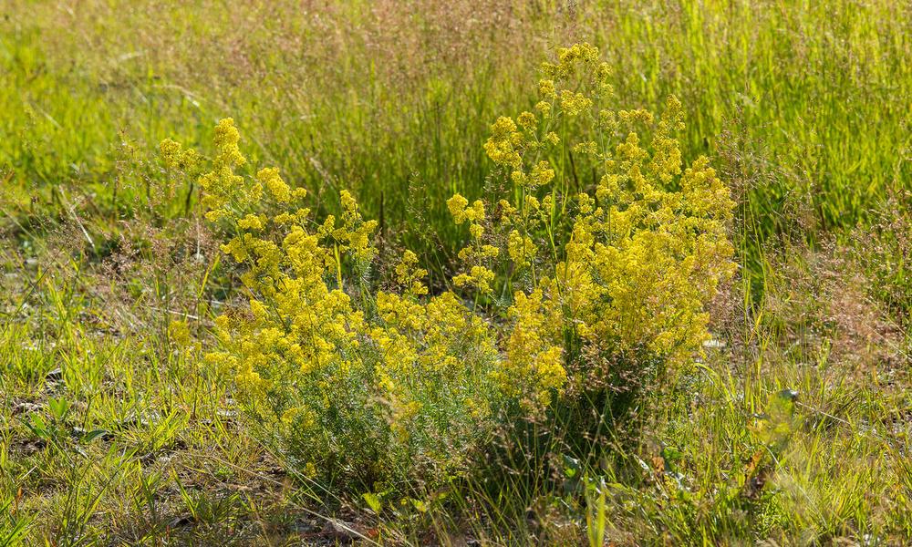 Lady's bedstraw (Galium verum)