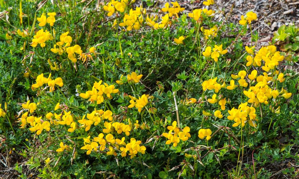 Bird's-foot trefoil (Lotus corniculatus), Fabaceae.