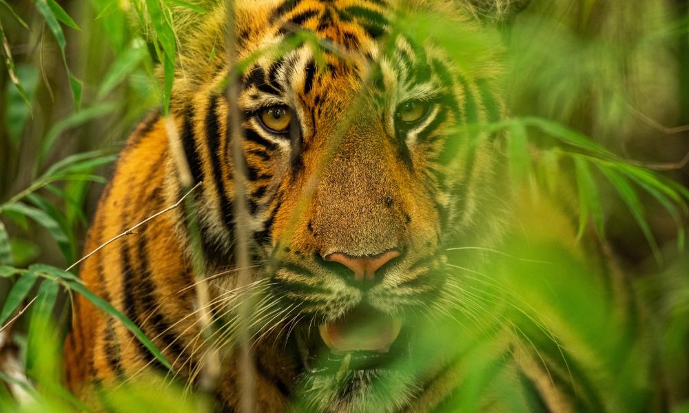 Tiger photographed at Tadoba Andhari Tiger Reserve, India.