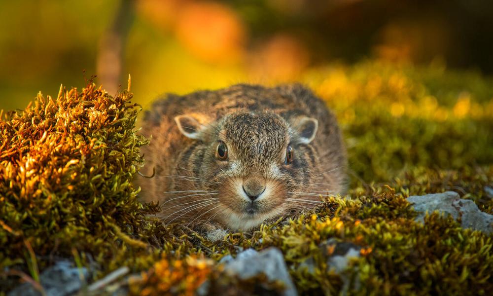 A portrait of leveret (Lepus europaeus)