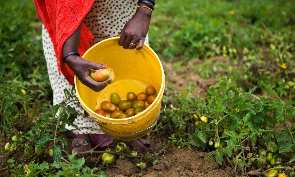 Zaineb Malicha, farmer, Chemi Chemi, Lake Naivasha, Kenya