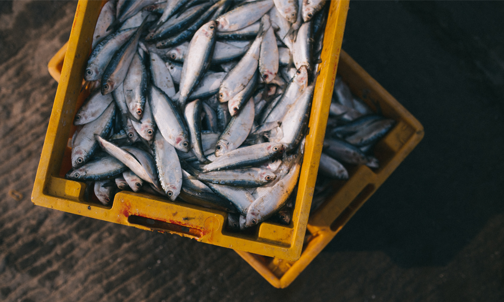 Crated Fish