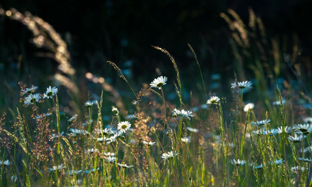 Wildflower meadow