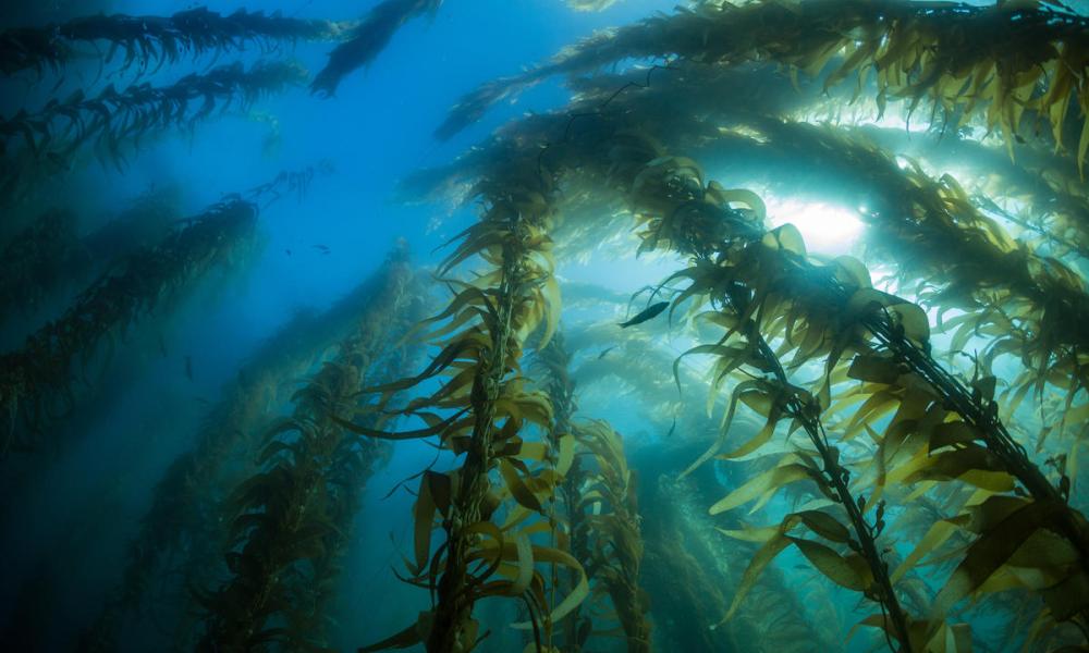 Giant kelp 