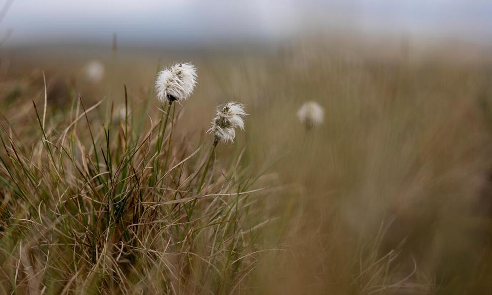Hare's-tail cottongrass 
