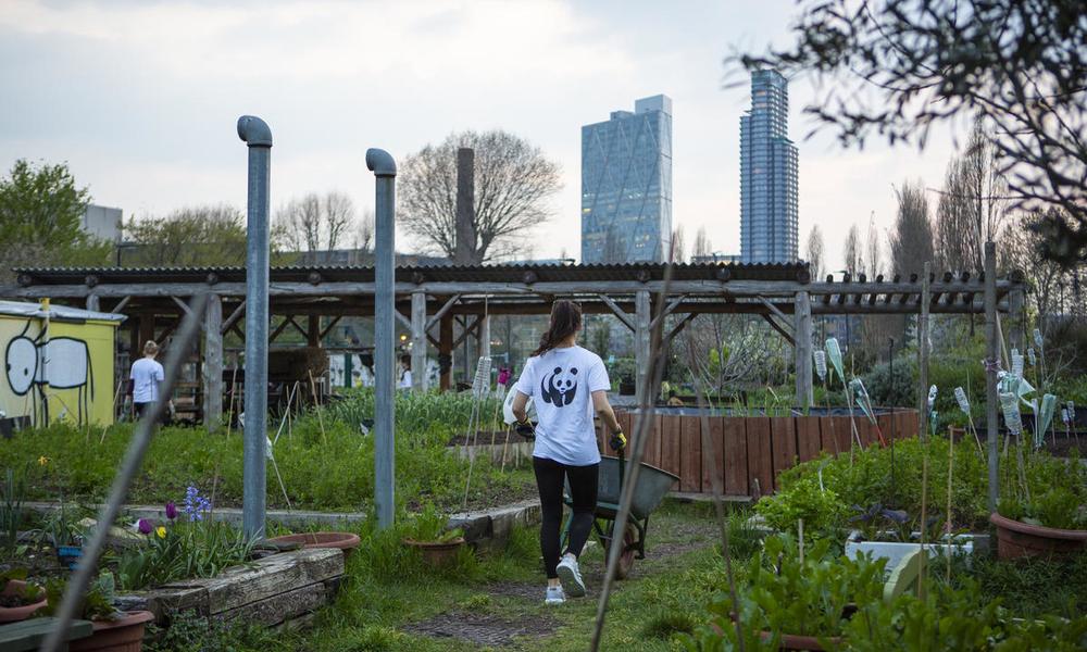 GoodGym runner moving wood from the yard in order to clear it for an annual fundraiser at Spitalfields City Farm, London.