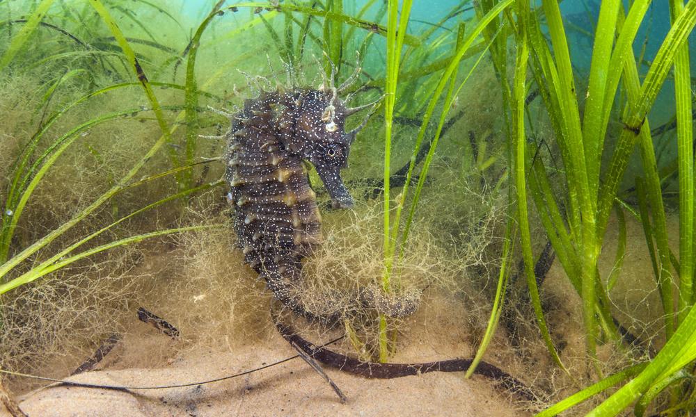 Spiny seahorse
