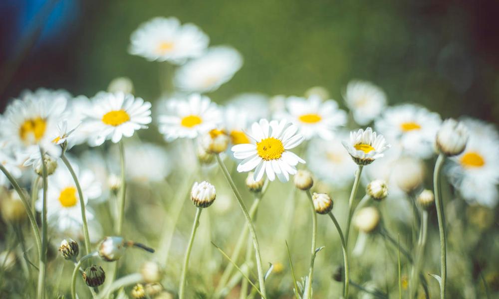 Oxeye daisies flowering in a garden in the Worcestershire, UK.