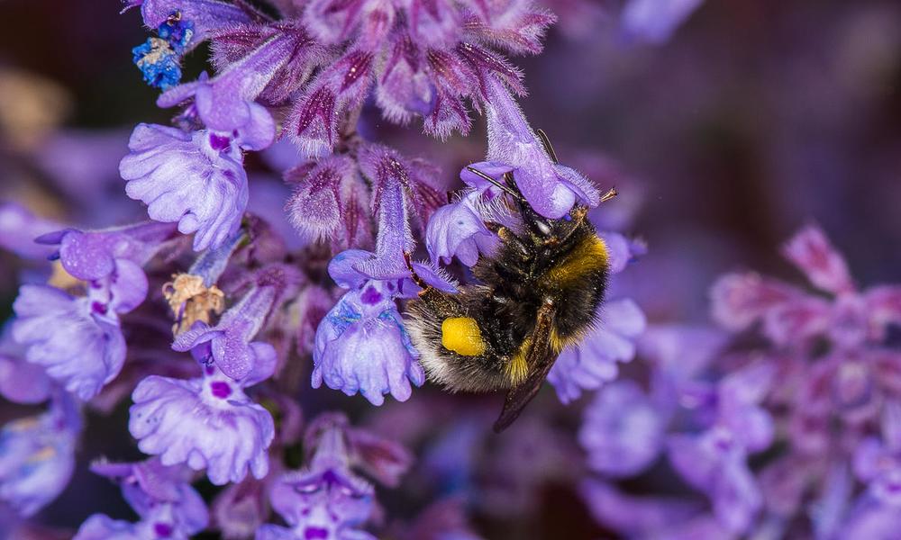 Small garden bumblebee