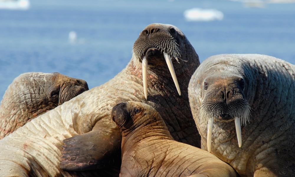 A herd of Atlantic walruses (Odobenus rosmarus rosmarus) in Foxe Basin, Nunavut, Canada