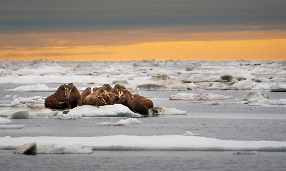 A herd of walruses (Odobenus rosmarus) on an ice floe. Svalbard, Norway.