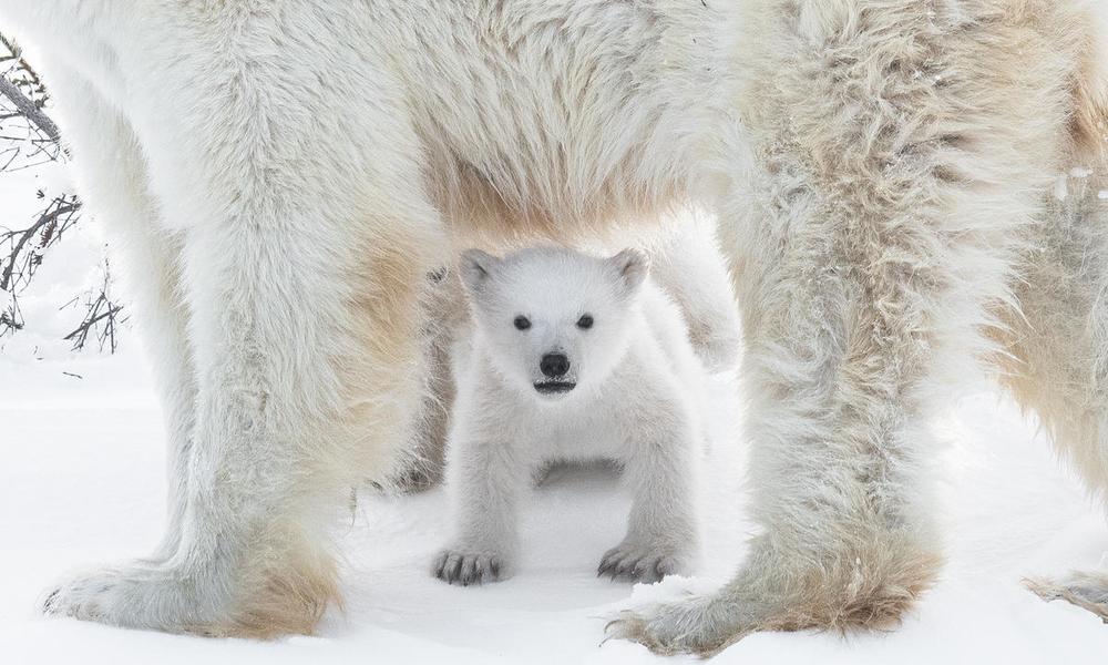 Polar bear (Ursus maritimus) in the Wapusk National Park, Churchill, Canada