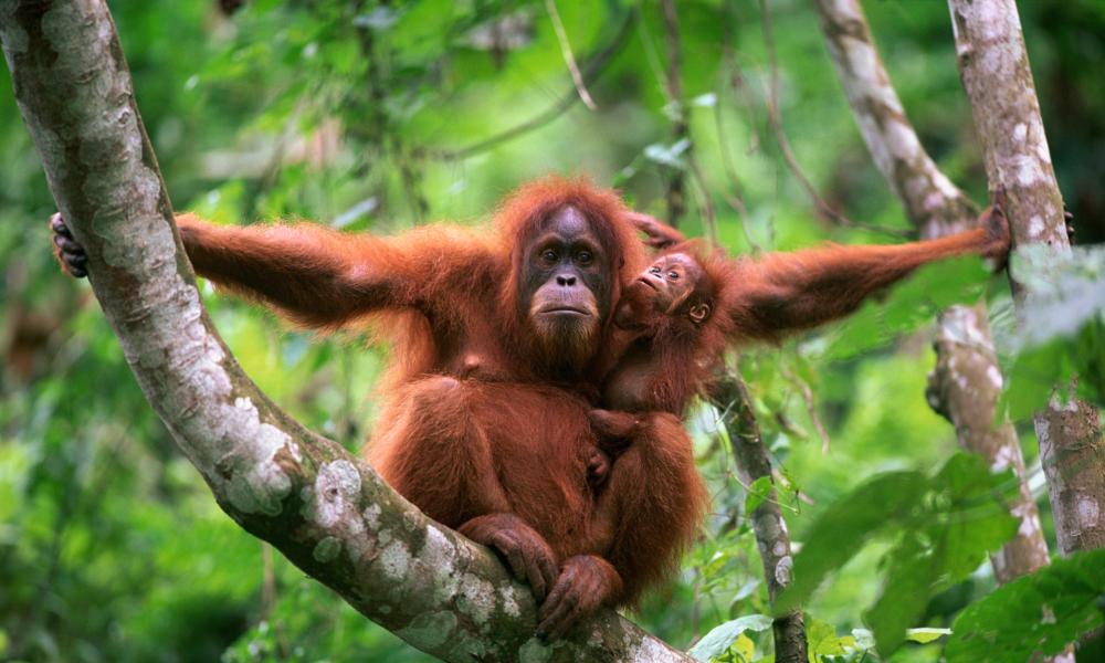 Orangutan in tree