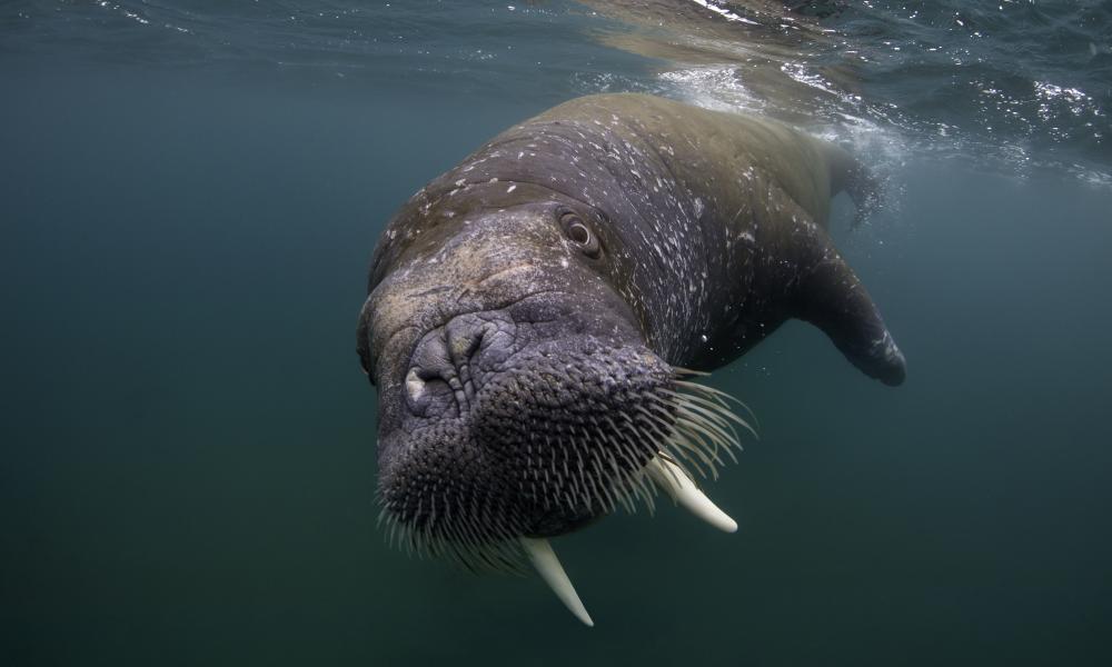 Walrus (Odobenus rosmarus) Spitsbergen, Svalbard Archipelago, Norway, Arctic Ocean. July.