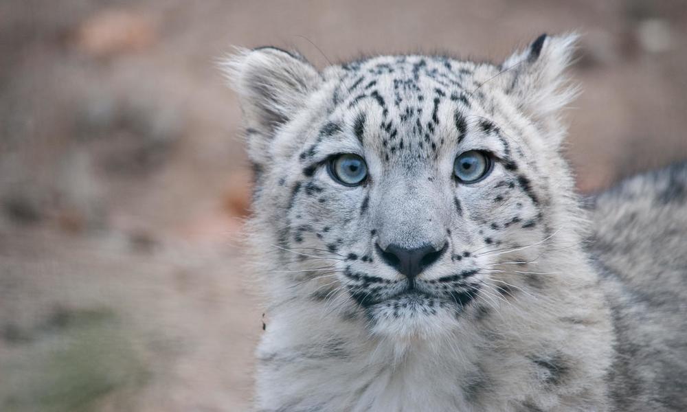 Close up portrait of a snow leopard (Panthera uncia) cub 