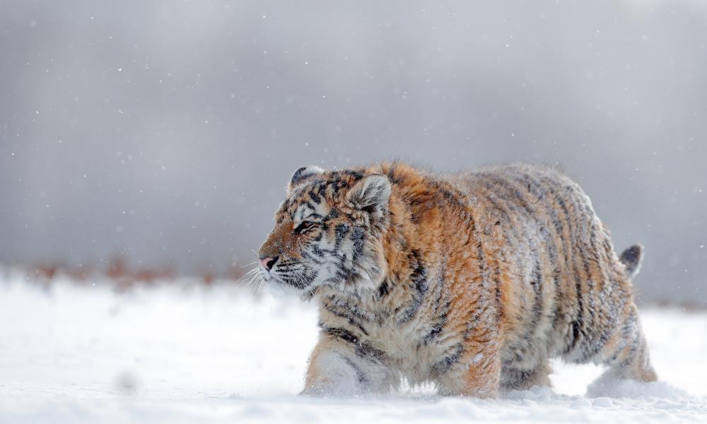 Amur tiger in the snow