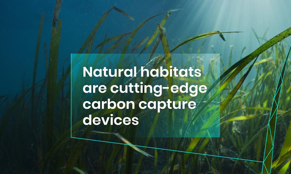 Natural habitats are cutting-edge carbon capture devices